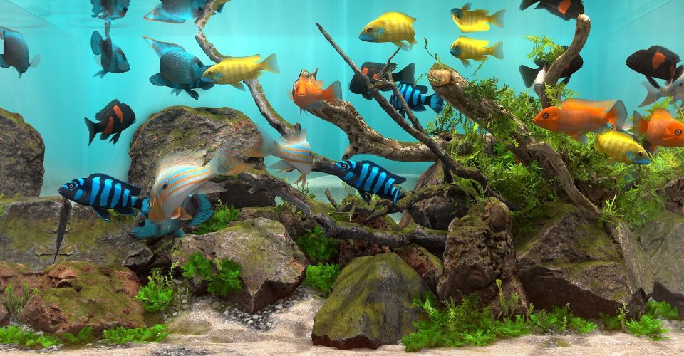 Behind the Glass：Aquarium Simulator/Behind Glass: Aquarium Simulator