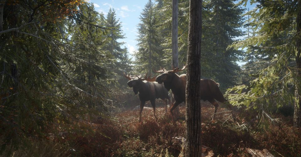 huntsman：The Call of the Wild/theHunter: Call of the Wild/Support network connection